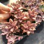 2 Inch Graptosedum 'Alpenglow' Succulent Plant