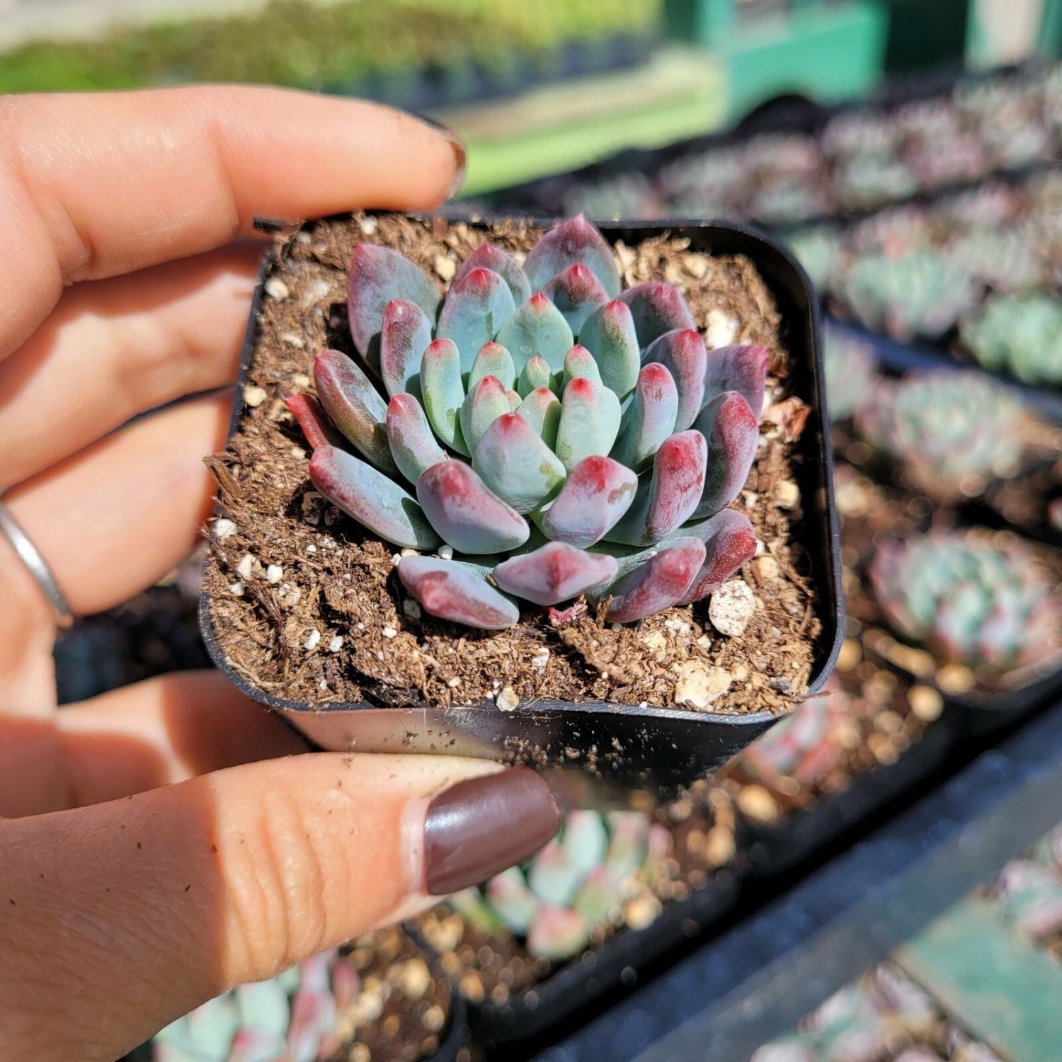 2 inch Sedeveria 'Blue Elf' Succulent Plant