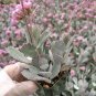 2 Inch Kalanchoe pumila 'Flower Dust Plant' Succulent Plant