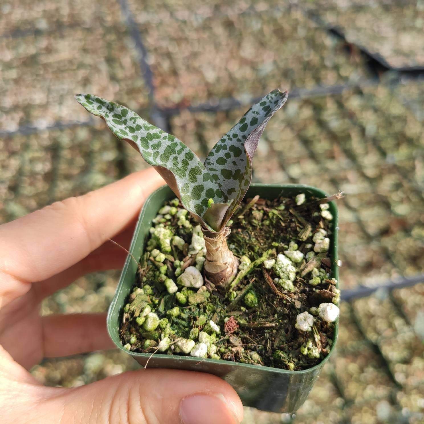 2 Inch Ledebouria ovatifolia