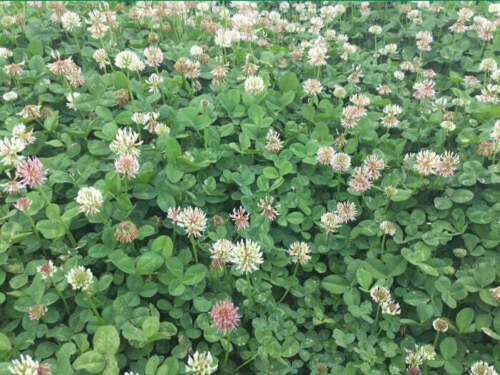 25 Lbs. Renovation Clover Seed
