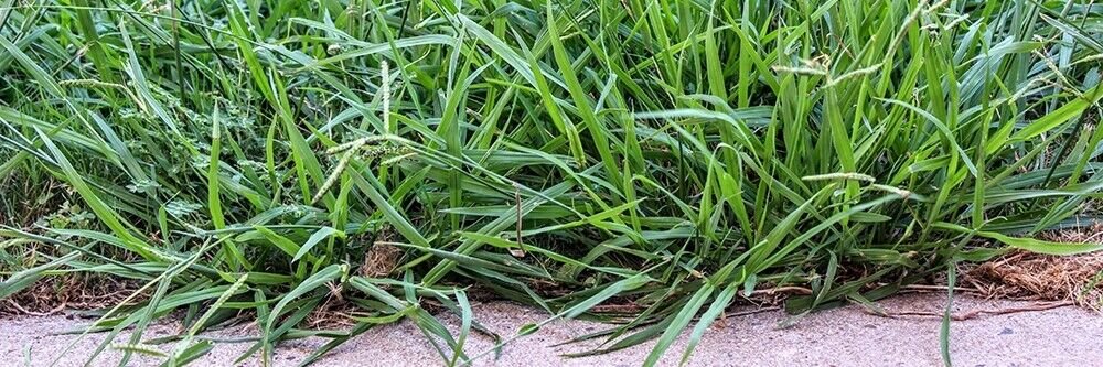 1 Lb. Dallis Grass Seed