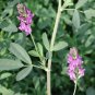 20 Lbs. Ameristand 803T Alfalfa Seed