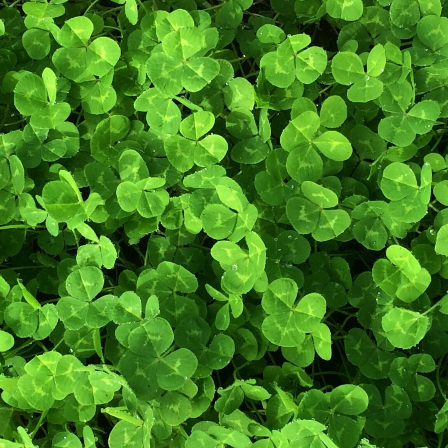25 Lbs. Dalkeith Subterranean Clover Seed