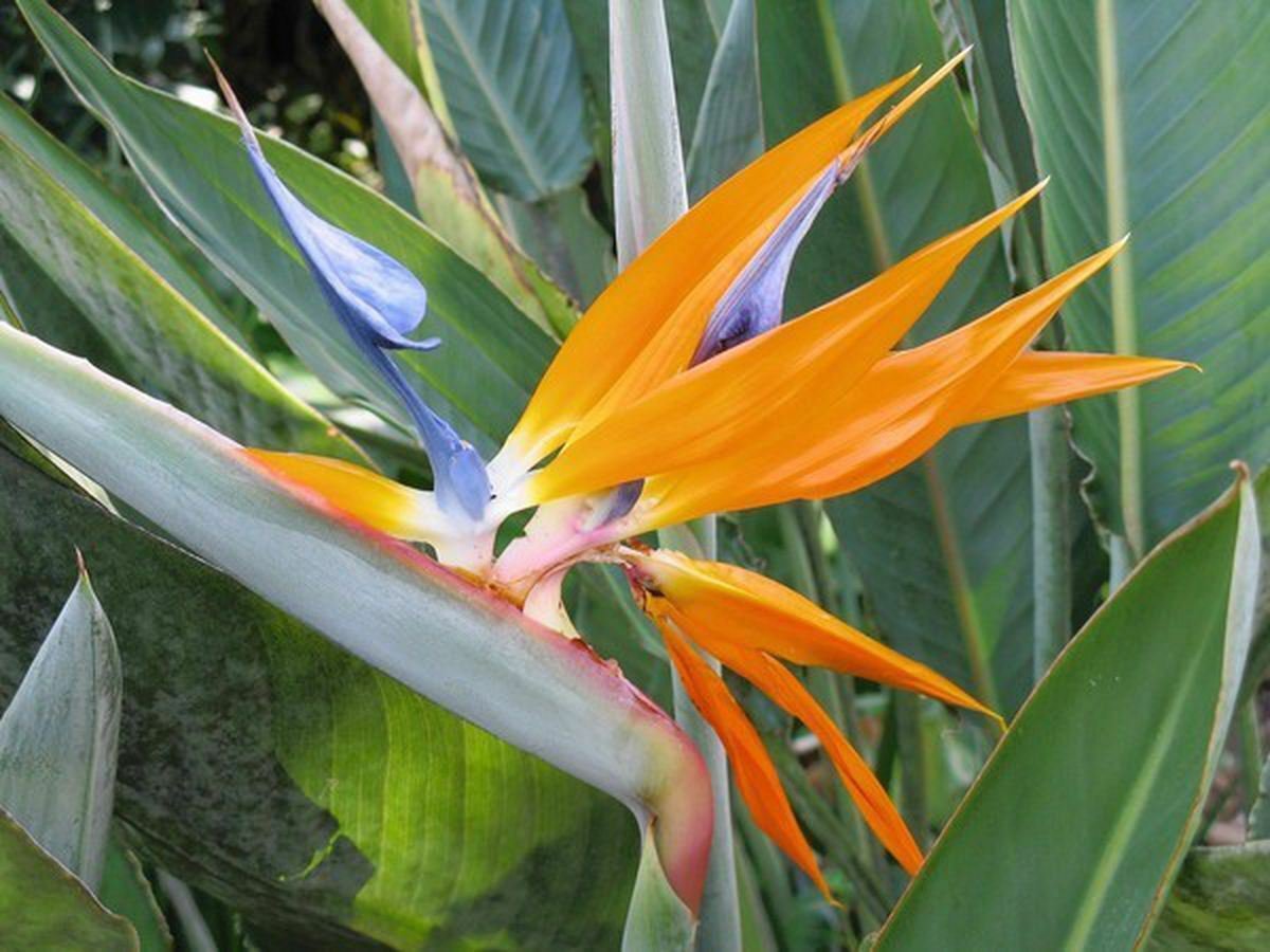 Bird of Paradise - Strelitzia Reginae