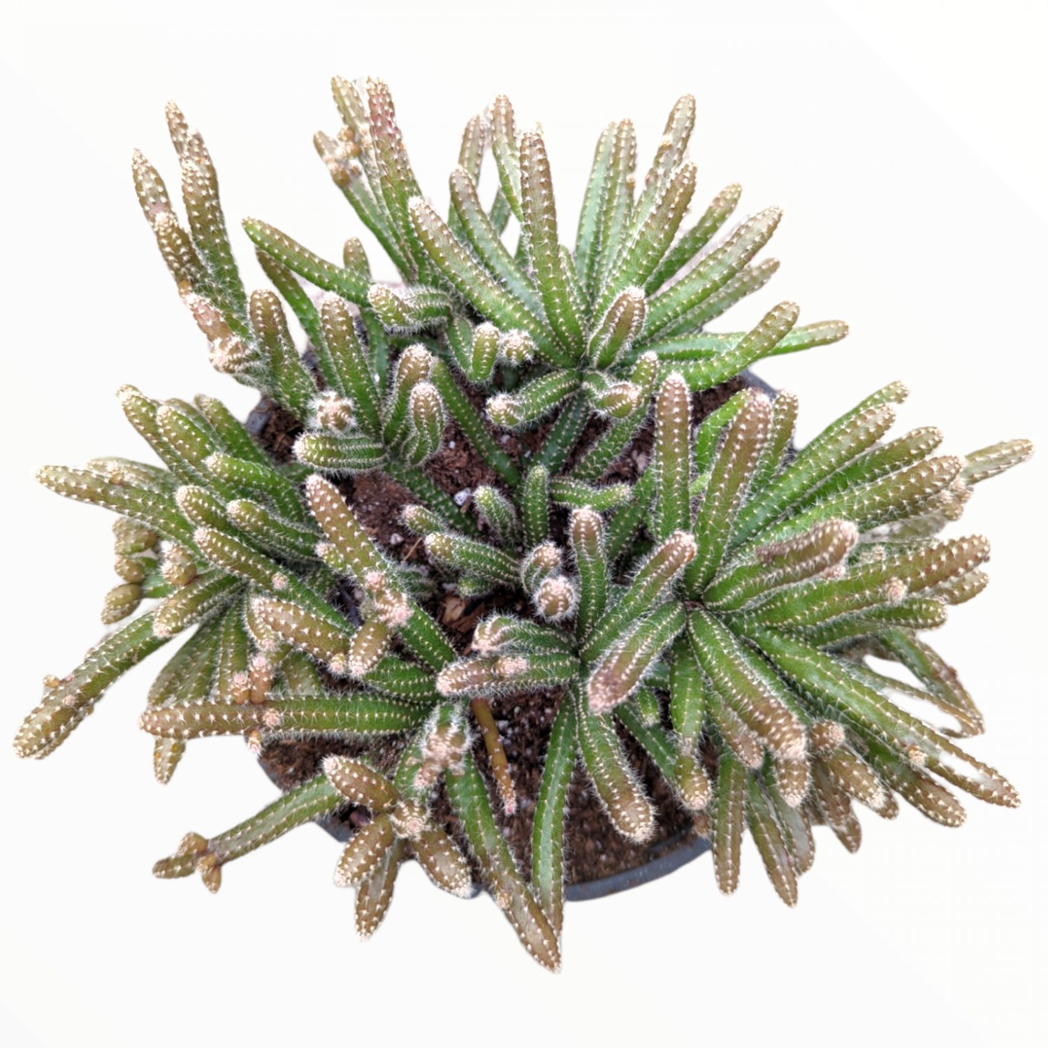 2 Inch Rhipsalis baccifera subsp. horrida Mouse Tail Cactus