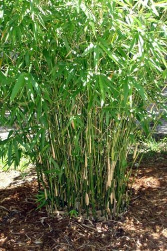 Bambusa multiplex - Green Hedge Clumping Bamboo B