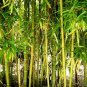 50 Rare Yellow Bamboo Seeds Privacy Seed Garden Clumping Exotic Shade Screen