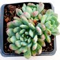 Sedeveria 'Blue Elf' Succulent Plant 4 Inch