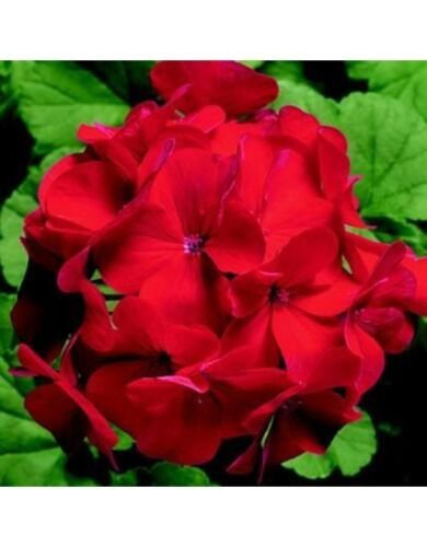 Fresh Seeds - Ringo 2000 Red Geranium 12 Seeds