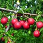 2 SUPERIOR PLUM Fruit Tree (FF) Cutting Rooting Grafting Scion Wood SCIONWOOD 10-12""