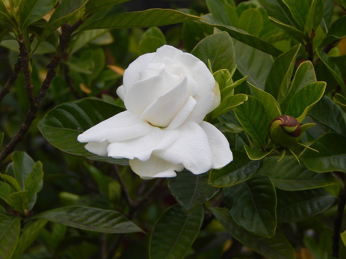 ~GARDENIA VARIEGATA~Gardenia Jasminoides Plant~~Intensely Fragrant ...