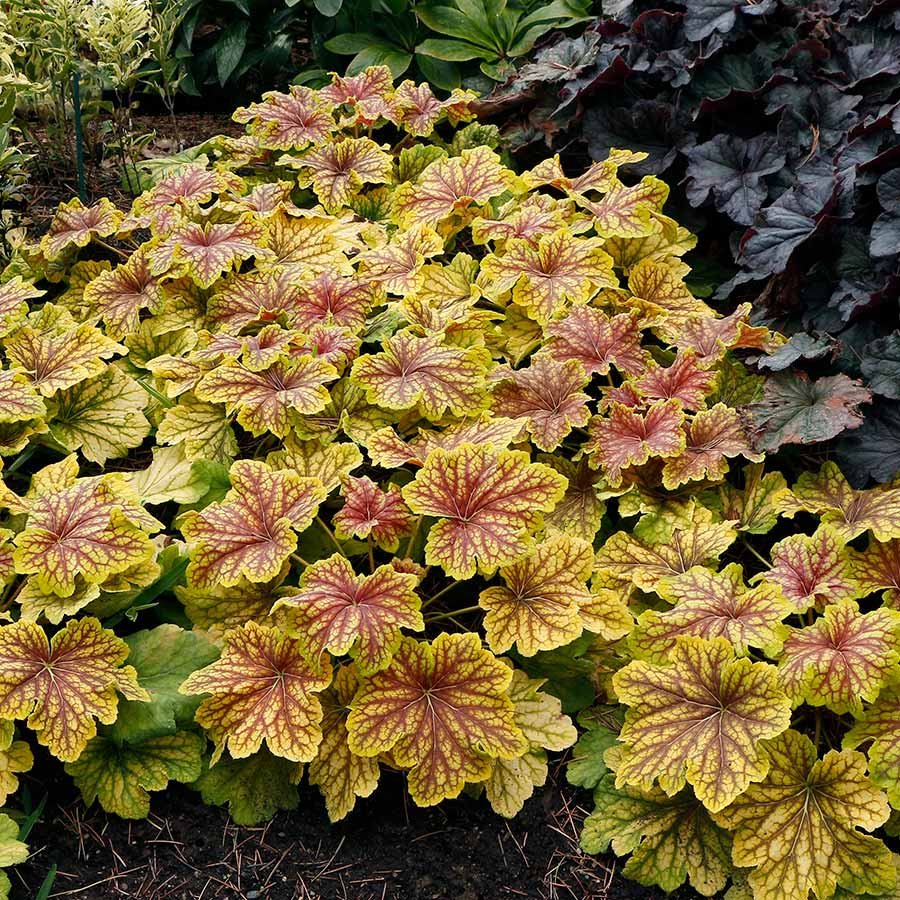 heuchera RED LIGHTNING yellow new coral bells 2.5" pot = 1 Live Potted Plant