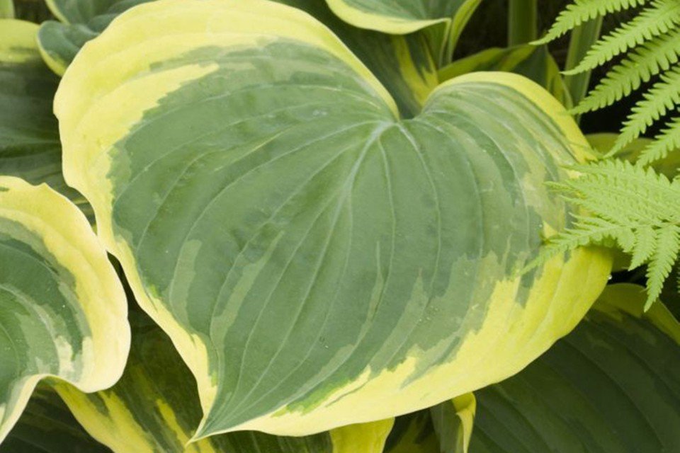 hosta LIBERTY yellow thick wide award winning 2.5" pot = 1 Live Potted Plant