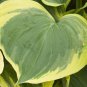 hosta LIBERTY yellow thick wide award winning 2.5" pot = 1 Live Potted Plant