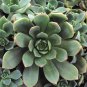 6 Inch Aeonium haworthii 'Pinwheel Aeonium' Succulent Plant