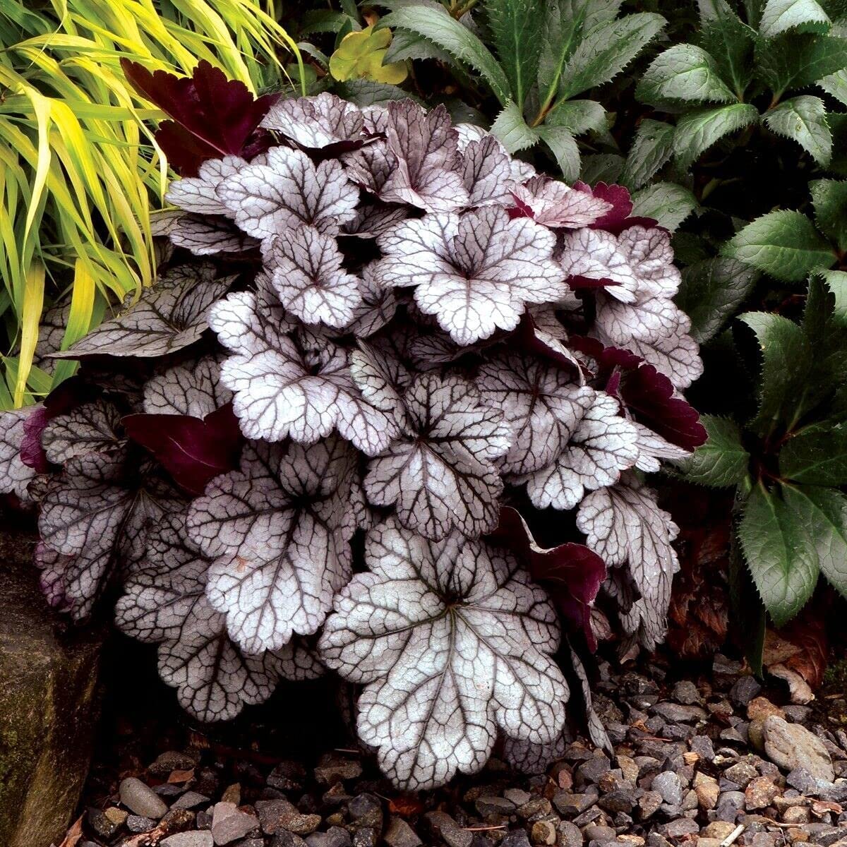 heuchera STAINLESS STEEL silver grey coral bells 2.5" pot = 1 Live Potted Plant