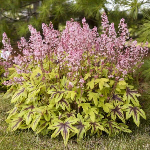heucherella EYE SPY pink tiarella coral bells 2.5" pot = 1 Live Potted Plant