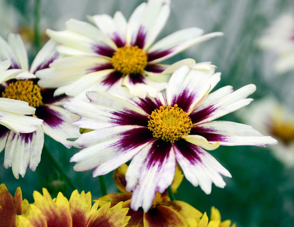 sun coreopsis STARLIGHT*compact Lil Bang tickseed 2.5" pot = 1 Live Potted Plant