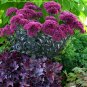 sedum THUNDERHEAD new tall drought tolerant 2.5" pot = 1 Live Potted Plant
