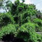 7 Fresh Clippings Thai Clumping Bamboo "Green Stripe" Organic Edible Privacy
