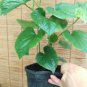 Betel Leaf,(Lá Lốt) Piper Lolot Live Plant