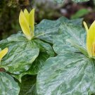 Yellow Trillium 20 bulbs (T. luteum) wildflower, flowering-plant