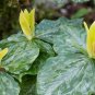 Yellow Trillium 20 bulbs (T. luteum) wildflower, flowering-plant