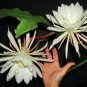 Cactus, Selenicereus grandiflorus - Night Blooming Cereus, 4in potted plant