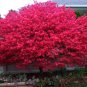 Dwarf Burning Bush gallon pot Hardy Shrub (Euonymus Alatus), flowering-plant