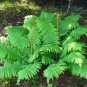CINNAMON FERN 10 rhizome/root-(osmundastrum cinnamomeum) , flowering-plant