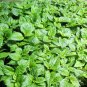 Lot of 3 (75+ DAYS OLD) CAROLINA REAPER Worlds Hottest Pepper LIVE PLANT
