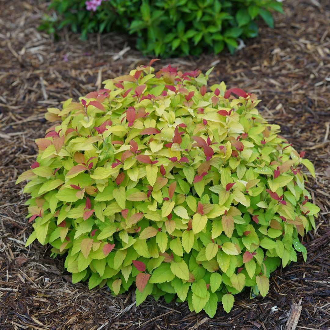 Double Play Candy Corn Spirea