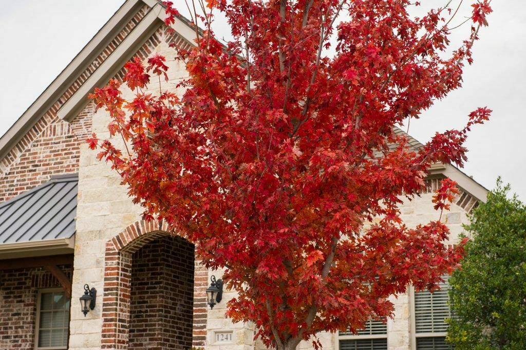 Brandywine Maple qt. pot , flowering-plant