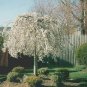 Weeping Cherry Tree 2 plants, flowering-plant