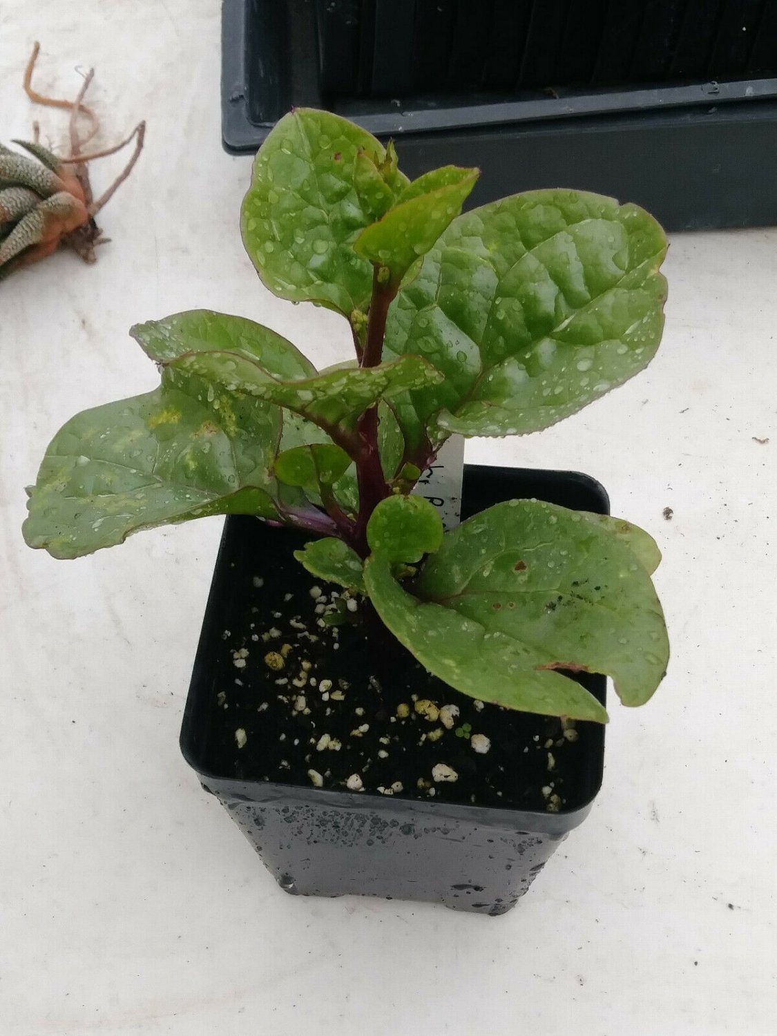 Spinach, Red Malabar 4in Plant, Basella Rubra flowering-plants