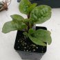 Spinach, Red Malabar 4in Plant, Basella Rubra flowering-plants