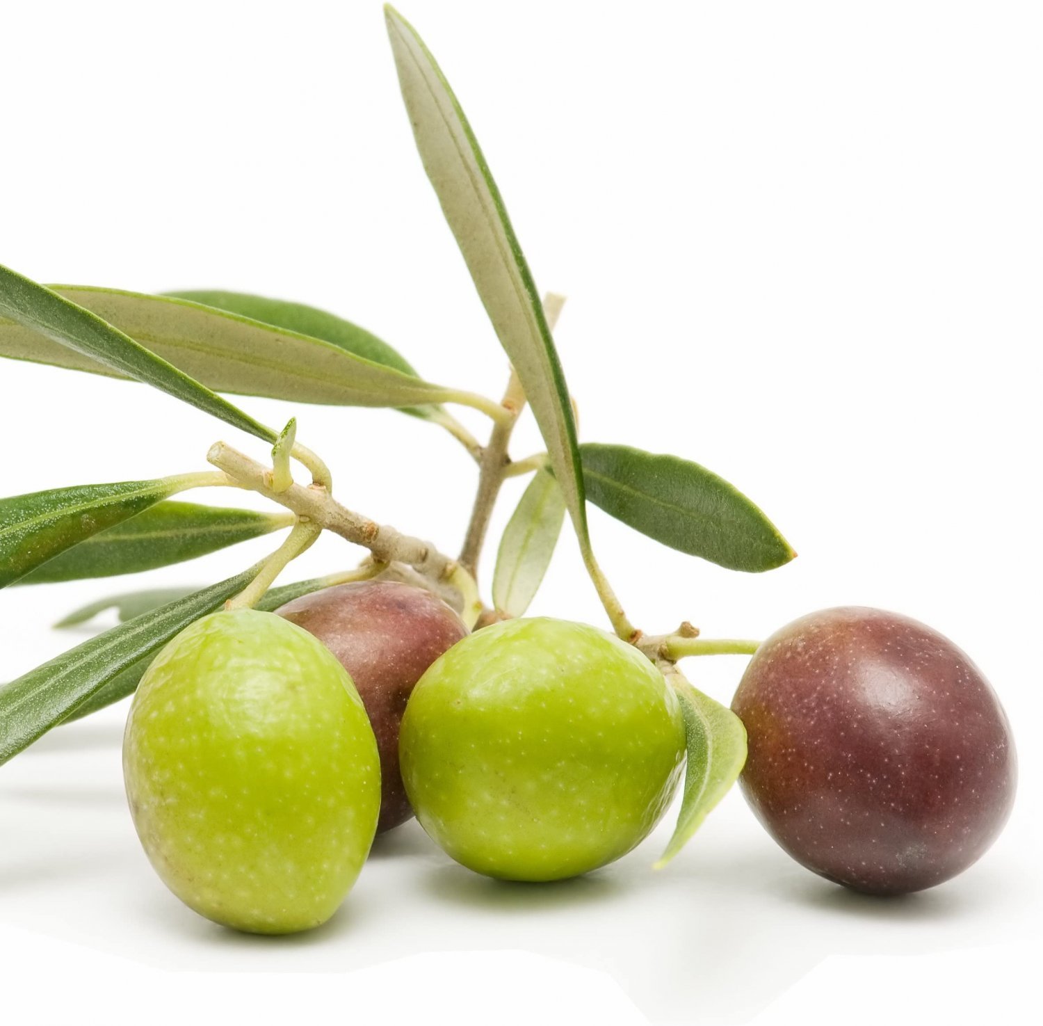 Arbequina Olive Tree Live Plant - Olea europaea