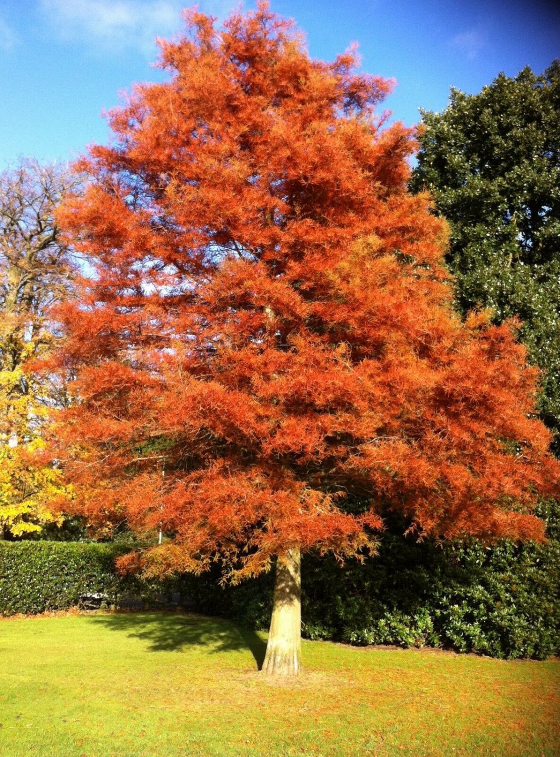 Dawn Redwood quart pot (Metasequoia glyptostroboides) , flowering-plant