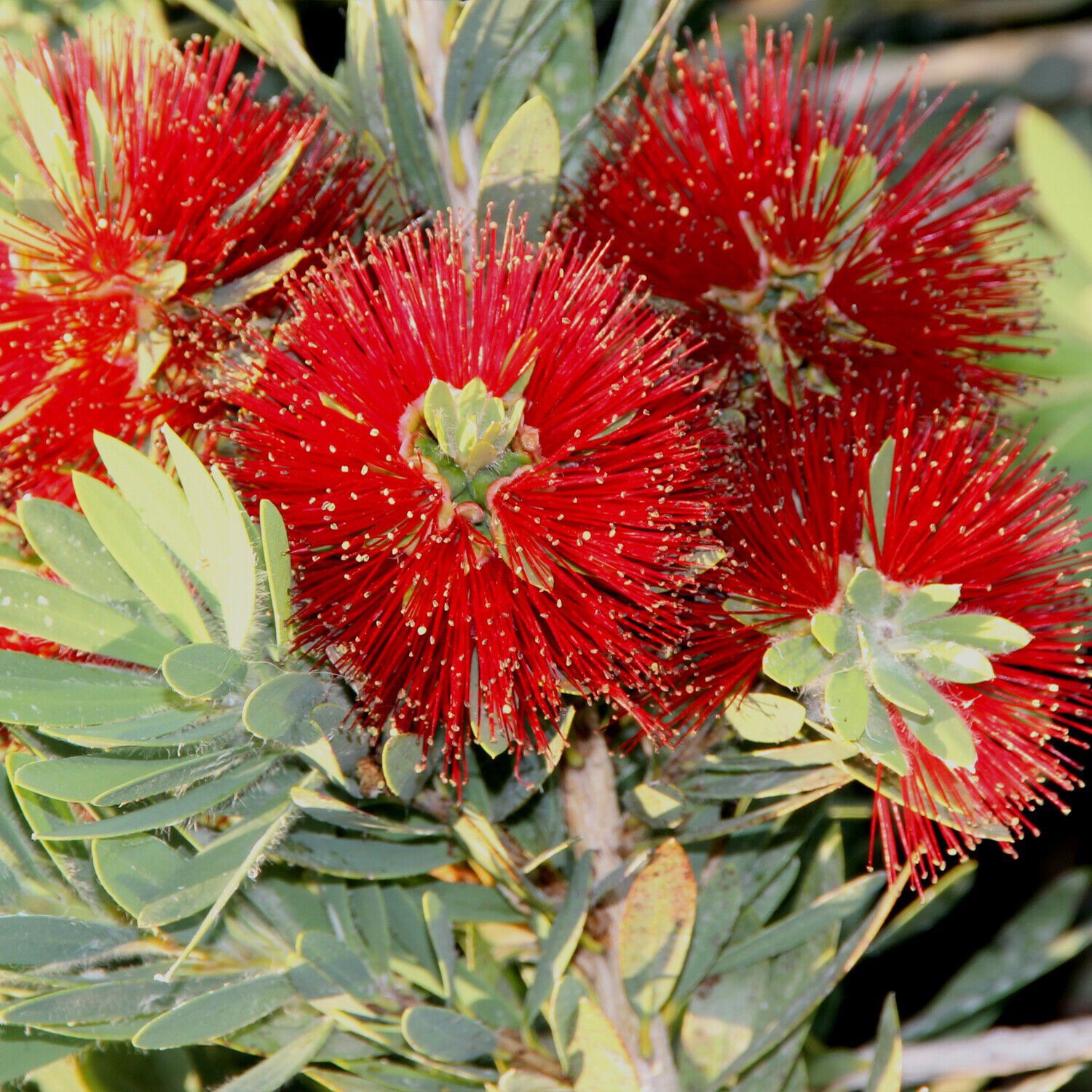Little John Bottlebrush Dwarf Tree Live Plant (Melaleuca) - Callistemon