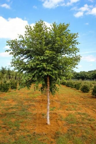 River Birch single stem tree (betulanigra), flowering-plant