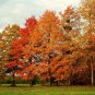 Pin Oak Tree-(quercus palustris) | 12-18 inch Tree in a 4 inch pot | flowering-plant