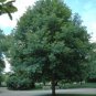 White Oak Tree-(quercus alba) , flowering-plant