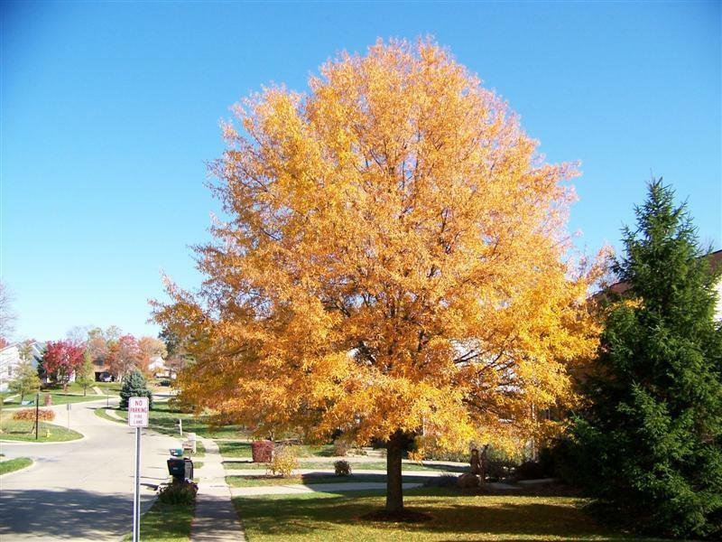 Willow Oak-(quercus phellos) , flowering-plant
