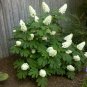 OAKLEAF HYDRANGEA shrub | 6-10"" in height | flowering-plant