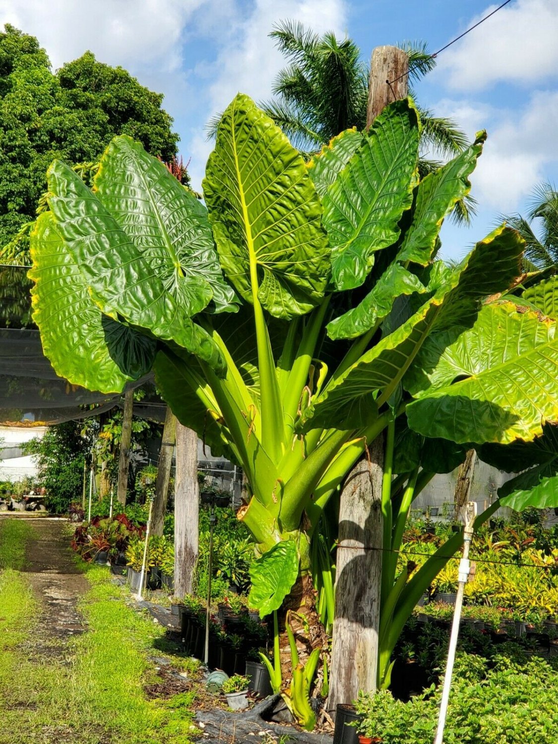 BORNEO GIANT ELEPHANT EAR Taro Alocasia Macrorrhiza Small Rooted Plants