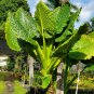 BORNEO GIANT ELEPHANT EAR Taro Alocasia Macrorrhiza Small Rooted Plants