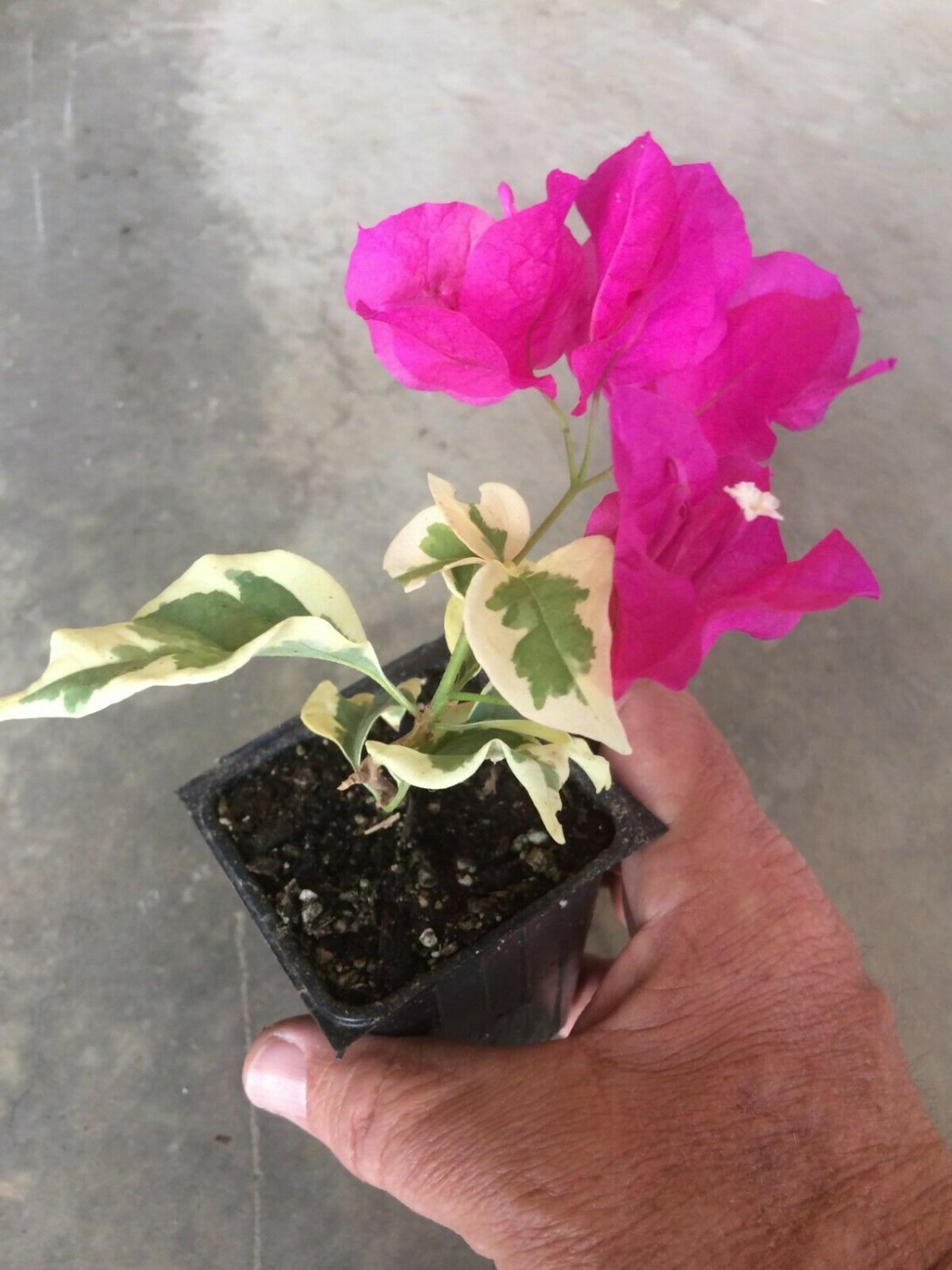 Bougainvillea - 'Raspberry Ice' - Live Plant