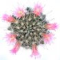 Mammillaria bocasana Powder Puff Cactus 2inch + Clay Pot