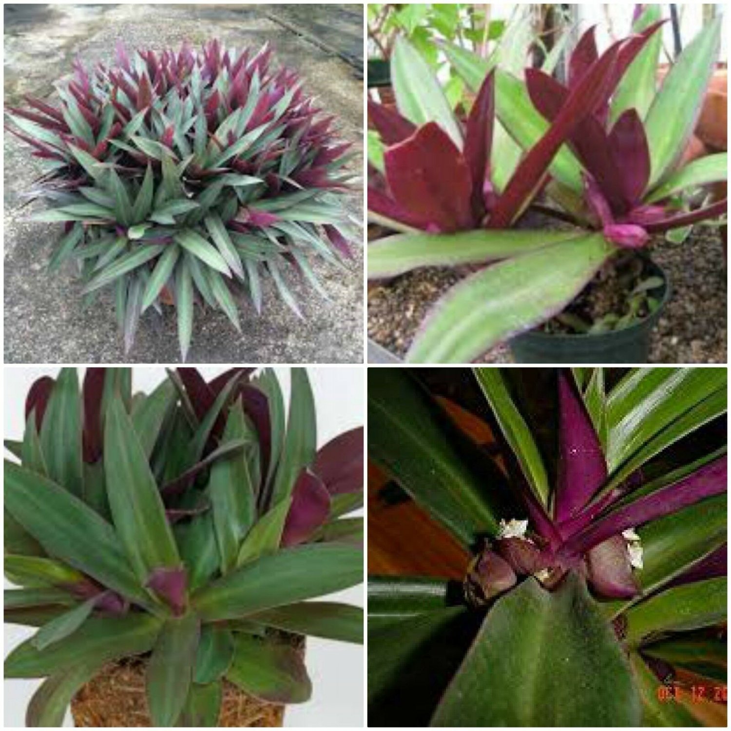 Tradescantia Spathacea~Boat Lily~Moses in the Cradle~Oyster Plant EZ Care